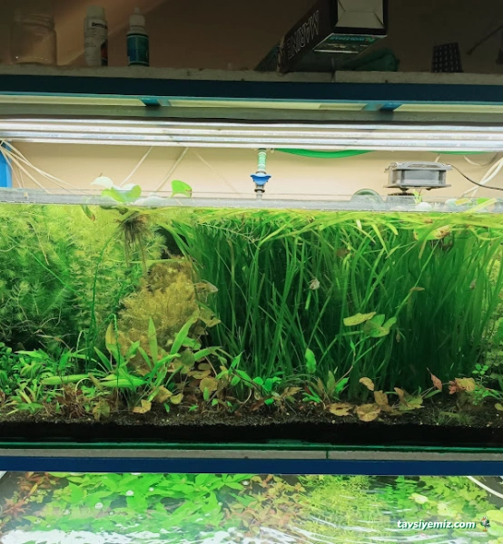 Betta Marketim Petshop Betta Marketim Petshop