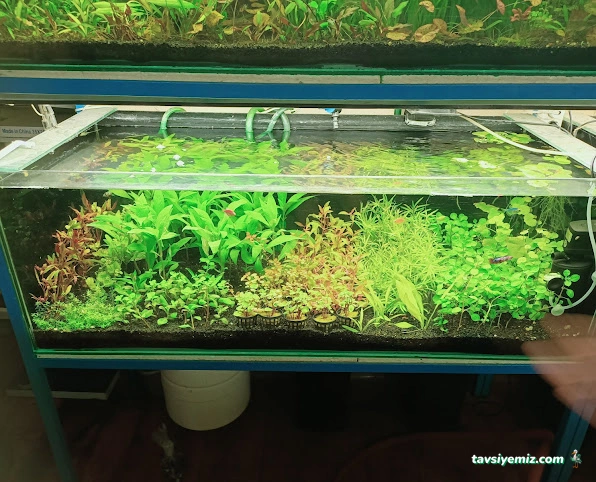 Betta Marketim Petshop Betta Marketim Petshop