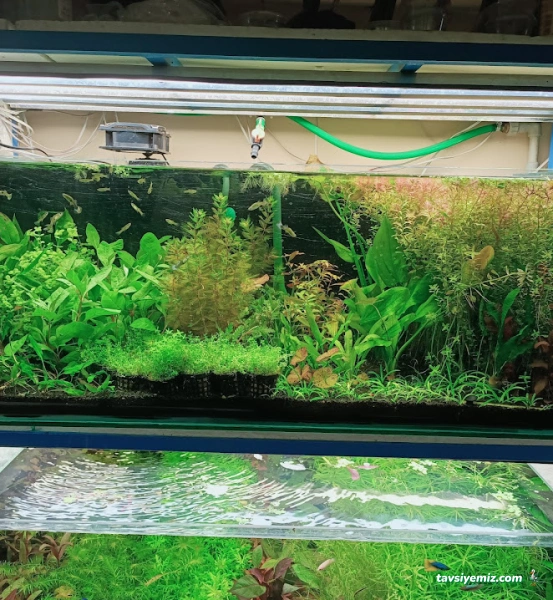Betta Marketim Petshop Betta Marketim Petshop