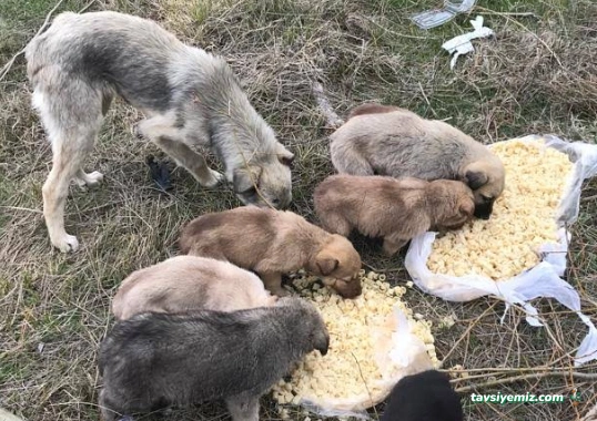 Bilecik Belediyesi Hayvan Barınağı