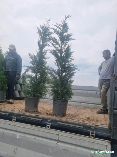 Bilecik Peyzaj Fidan Üretim Pazarlama Bilecik Peyzaj Fidan Üretim Pazarlama