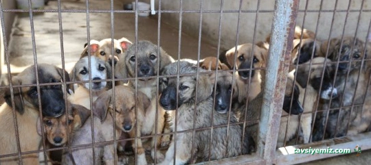 Bingöl Belediyesi Veteriner İşleri