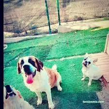 Bize Bırak Kedi Oteli Bize Bırak Kedi Oteli