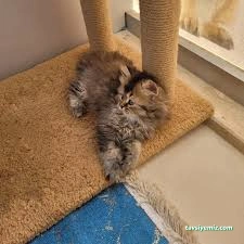 Bize Bırak Kedi Oteli Bize Bırak Kedi Oteli