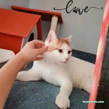 Bize Bırak Kedi Oteli Bize Bırak Kedi Oteli