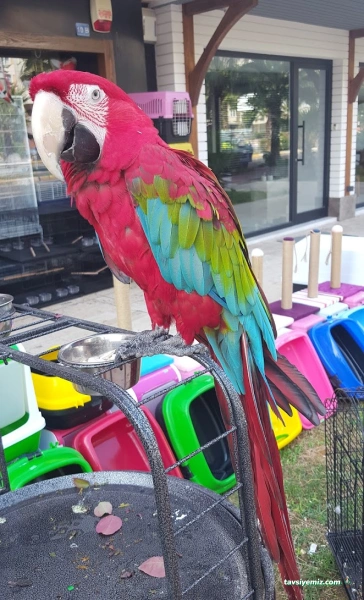 Bizim City Petshop Bizim City Petshop