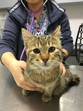 Bostancı Veteriner Muayenehanesi / Kliniği Bostancı Veteriner Muayenehanesi / Kliniği