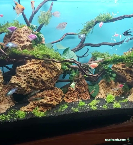 Bursa Cihan Akvaryum & Petshop