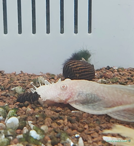 Bursa Cihan Akvaryum & Petshop