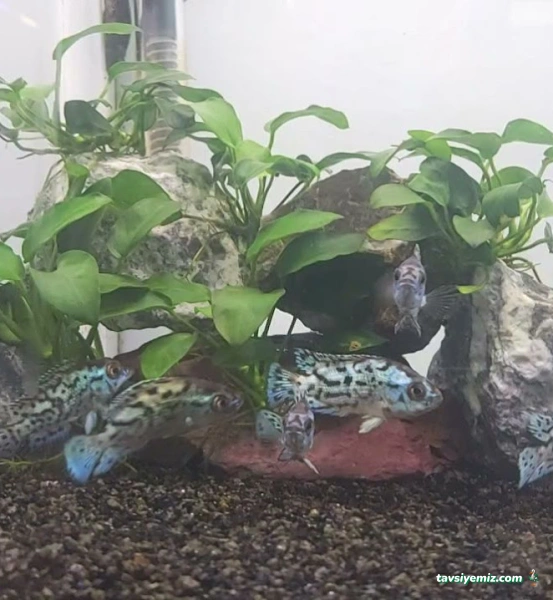 Bursa Cihan Akvaryum & Petshop