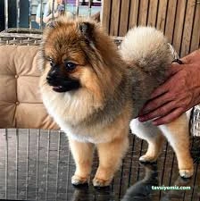Bursa Jessie Pet Kuaför Bursa Jessie Pet Kuaför