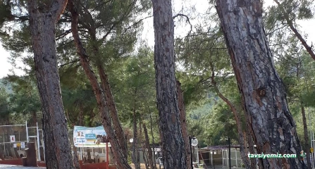 Büyükşehir Belediyesi Hayvan Barınağı