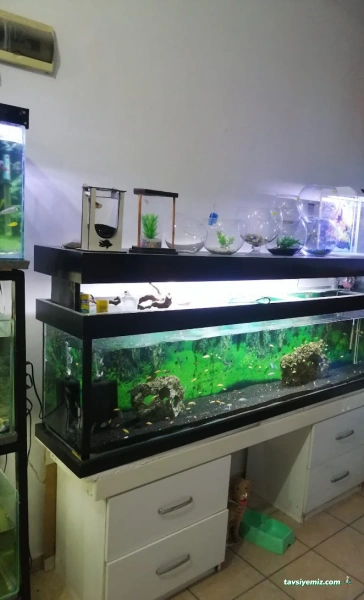 Canan Petshop Canan Petshop