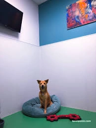 Canıfornıa Spa Center - Academy - Dog Hotel Canıfornıa Spa Center - Academy - Dog Hotel