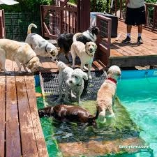 Canıfornıa Spa Center - Academy - Dog Hotel Canıfornıa Spa Center - Academy - Dog Hotel