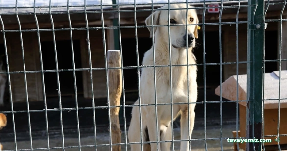 Çankırı Belediyesi Vrterinerlik Hayvan Barınağı