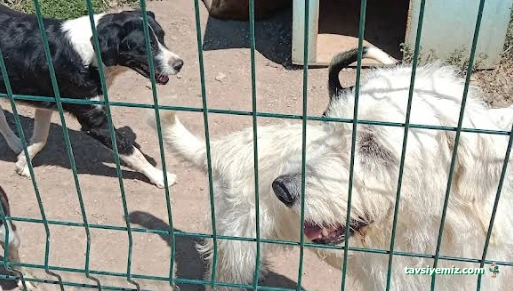 Çankırı Belediyesi Vrterinerlik Hayvan Barınağı