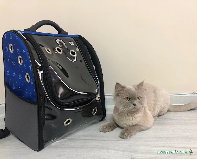 Central Animal Üçkuyular Veteriner Polikliniği Central Animal Üçkuyular Veteriner Polikliniği