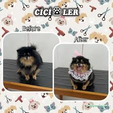 Cici Patiler Edirne Petshop & Pet Kuaför Cici Patiler Edirne Petshop & Pet Kuaför