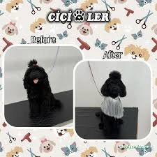 Cici Patiler Edirne Petshop & Pet Kuaför Cici Patiler Edirne Petshop & Pet Kuaför