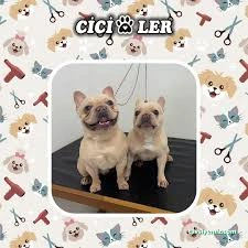 Cici Patiler Edirne Petshop & Pet Kuaför Cici Patiler Edirne Petshop & Pet Kuaför