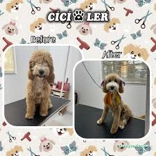 Cici Patiler Edirne Petshop & Pet Kuaför Cici Patiler Edirne Petshop & Pet Kuaför