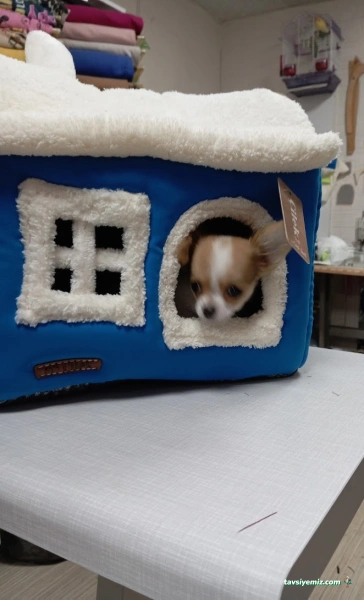 Çilek Petshop