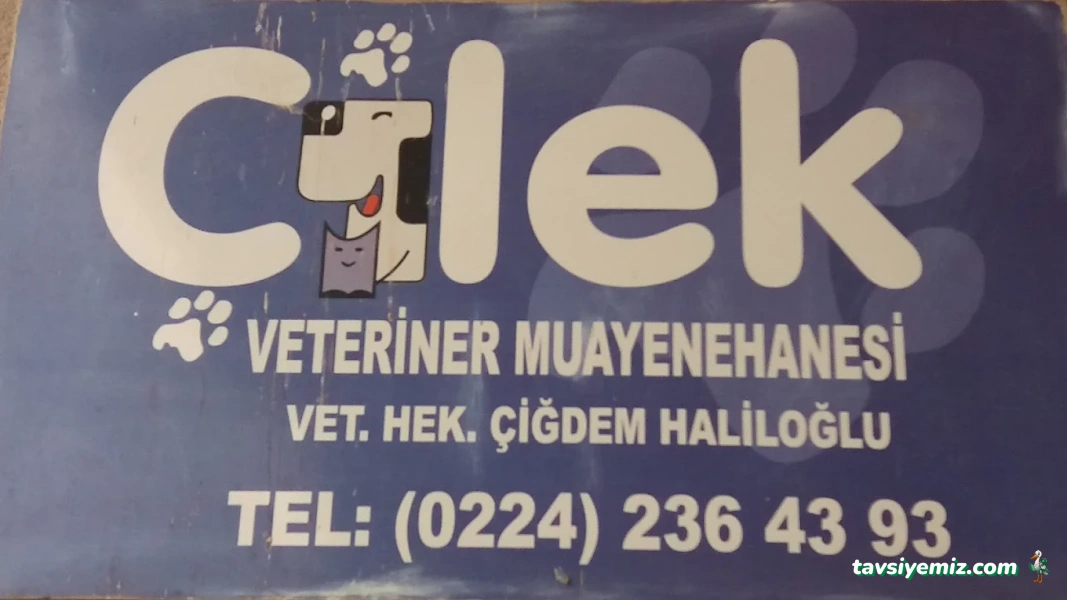 Çilek Veteriner Çilek Veteriner