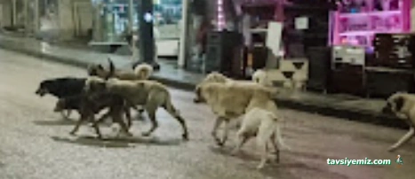 Çınarcık Sokak Hayvanları Rehabilitasyon Merkezi