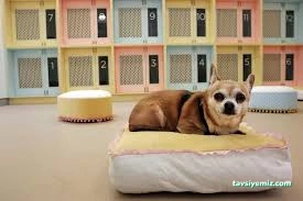Çizmeli Kedi Petshop & Kedi Oteli - Kedi Pansiyonu Çizmeli Kedi Petshop & Kedi Oteli - Kedi Pansiyonu