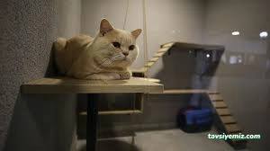 Çizmeli Kedi Petshop & Kedi Oteli - Kedi Pansiyonu Çizmeli Kedi Petshop & Kedi Oteli - Kedi Pansiyonu