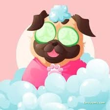Cookie Pet Kuaför Cookie Pet Kuaför