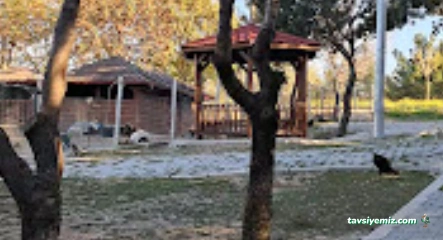 Çorum Hayvan Barınagı