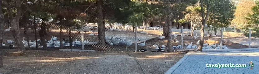 Çorum Hayvan Barınagı