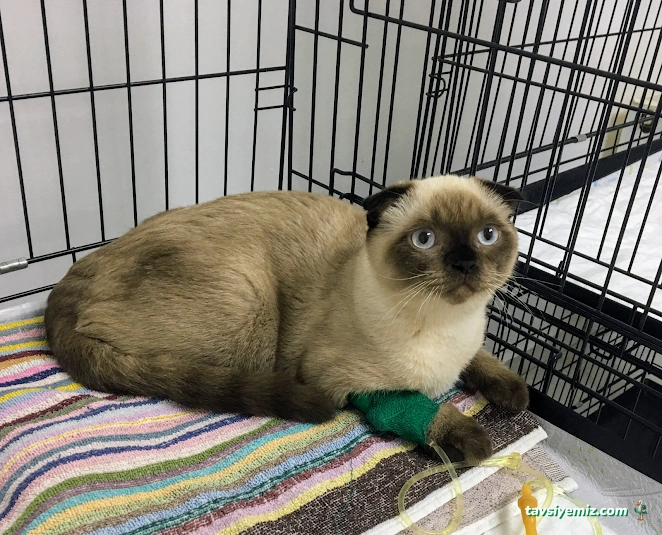 Daisy Veteriner Kliniği