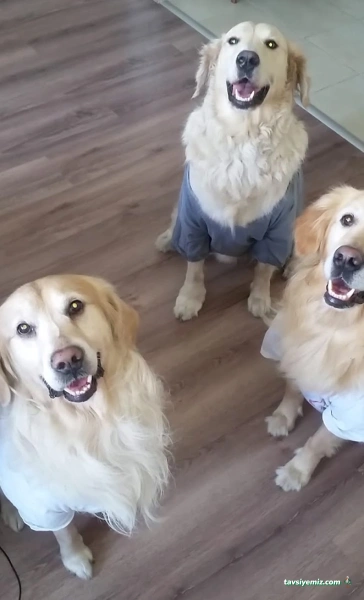 Daisy Veteriner Kliniği