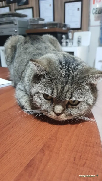 Deniz Veteriner Klinigi Deniz Veteriner Klinigi