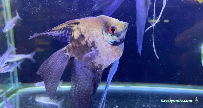 Denizatı Petshop Yalova