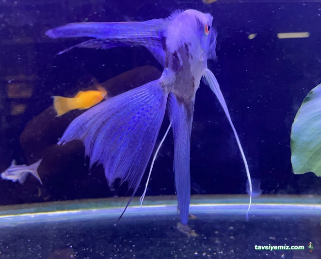 Denizatı Petshop Yalova