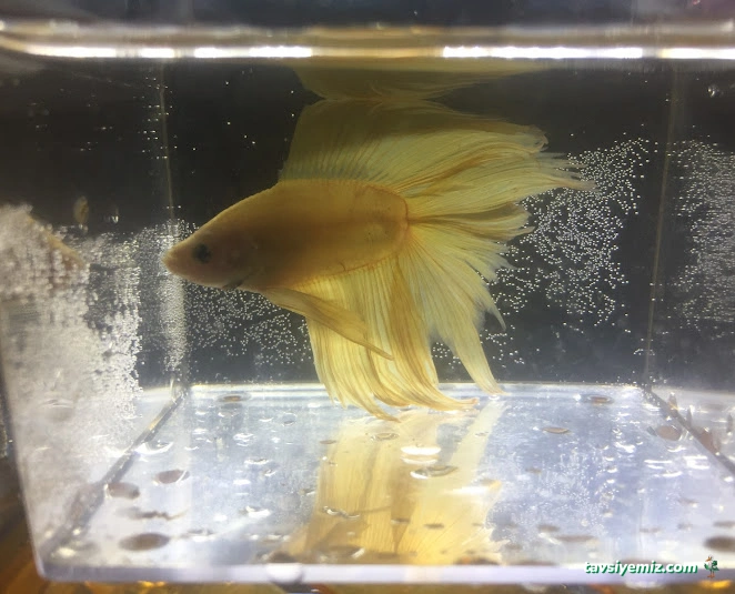 Denizatı Petshop Yalova