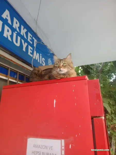 Dilekmarket Tekel Şans Oyunları