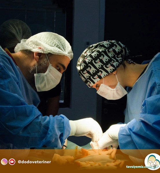 Dodo Veteriner Polikliniği Dodo Veteriner Polikliniği