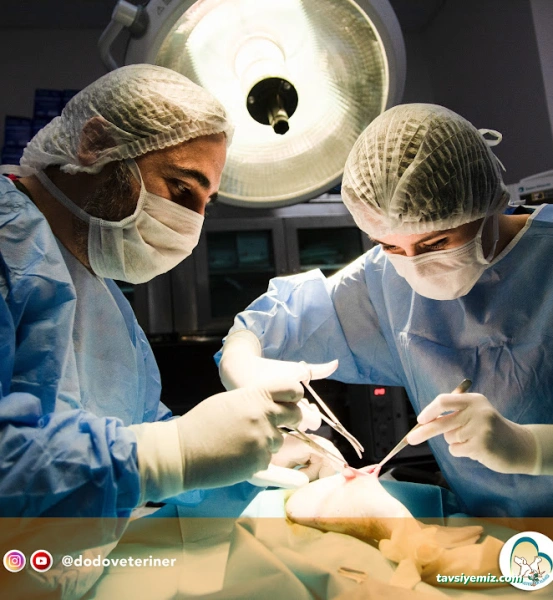Dodo Veteriner Polikliniği Dodo Veteriner Polikliniği