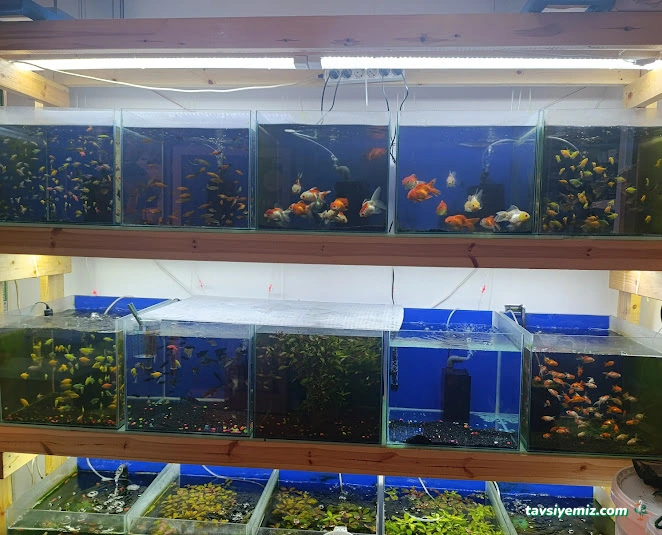 Dokuz Petshop Dokuz Petshop