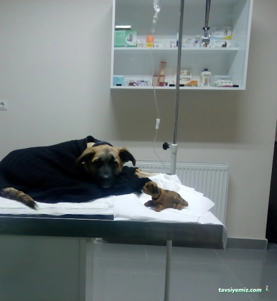 Dora Veteriner Kliniği Dora Veteriner Kliniği