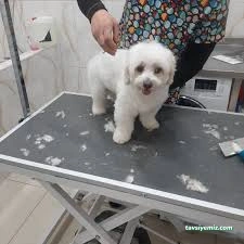 Duman Pet Kuaför / Shop Duman Pet Kuaför / Shop