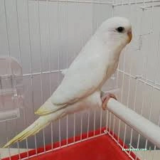 Ekin Pet Shop Ekin Pet Shop