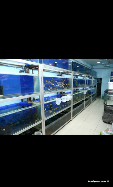 Elif Akvaryum Pet Shop Elif Akvaryum Pet Shop