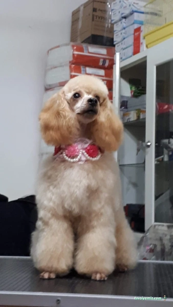 Elif Veteriner Kliniği Elif Veteriner Kliniği