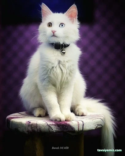 Eray Fotoğrafçılık Eray Fotoğrafçılık
